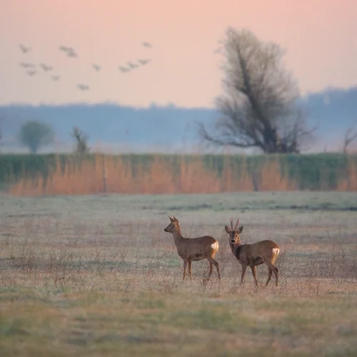 buck and doe roe deers on a meadow 2026 01 05 00 33 09 utc