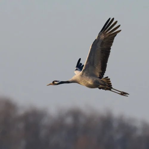 common crane grus grus 2026 01 09 12 07 10 utc (1)