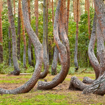 crooked forest 2026 01 08 22 32 26 utc