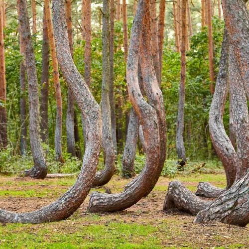 crooked forest 2026 01 08 22 32 26 utc