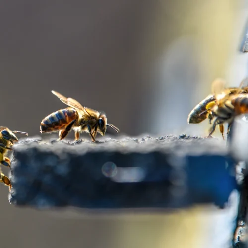 zielone szkoły pszczoły